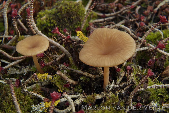 Roodbruin trechtertje - Omphalina pyxidata